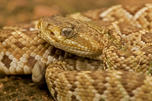 Images Dated 29th July 2008: Mexican West Coast Rattle Snake - Alamos - Sonora Mexico - Neonate - With only end scale or