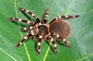 Scary Prints: Mexican White Knee Tarantula Spider SPH 2362 Acanthoscurria genicutata © Steve Hopkin / ARDEA LONDON