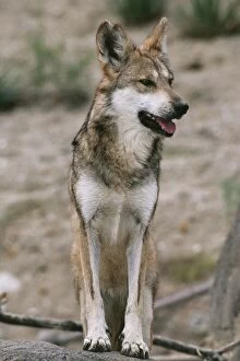 Mexican WOLF - Critically endangered, 100 remain