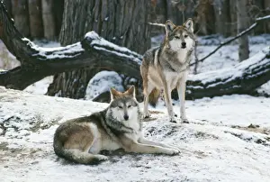 Mexican Wolf - Interior Mountains of Mexico. Highly endangered, 100 remain