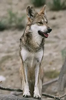 Mexican Wolf - Interior Mountains of Mexico. Highly endangered, 100 remain