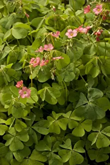 Shamrock Prints: Mexican wood-sorrel, or shamrock (Oxalis tetraphylla)