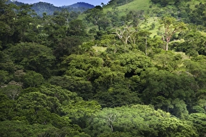 Images Dated 7th September 2006: Mexico - forest