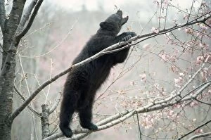 MI-1639 Asiatic Black bear - in tree with blossom