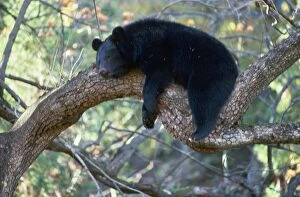 MI-1641 Asiatic Black bear - resting in tree