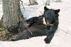 MI-1644 Asiatic Black bear - lying in snow