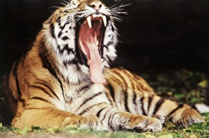 Yawning Gallery: Michigan, Detroit, Detroit Zoo, Tiger at