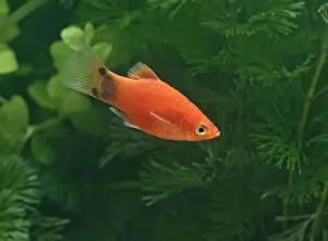 Mickey mouse molly – side view male - tropical freshwater - variant 002704