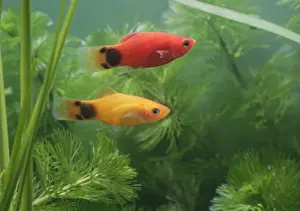 Aquarium Prints: Mickey mouse molly – side view pair - tropical freshwater - variant 002702
