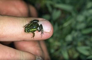 Images Dated 21st April 2010: Micro Frog - on a finger showing scale