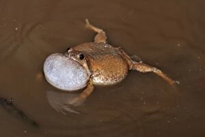 Microhylid Frog (Kaloula sp.)