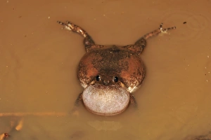 Images Dated 17th November 2008: Microhylid Frog - Tangkoko Nature Reserve - North Sulawesi - Indonesia