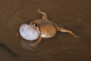Images Dated 17th November 2008: Microhylid Frog - Tangkoko Nature Reserve - North Sulawesi - Indonesia