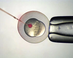 Biology Gallery: Microinjection of Zebrafish (Danio rerio) embryos