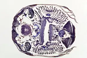 Microscopic Fish Gill - tranverse section through gill region of fish. Fish anatomy