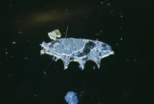 Microscopic Water-bear Freshwater arthropod