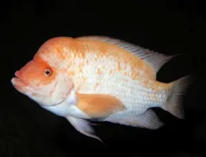 Cichlids Prints: Midas Cichlid - freshwaters Central America: Nicaragua and Costa Rica