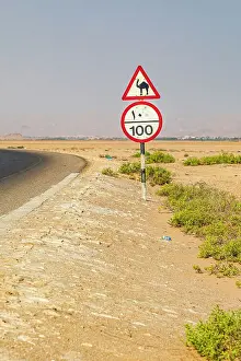 Middle East, Arabian Peninsula, Al Batinah South. Camel crossing and speed limit signs on a highway in Oman. Date: 28-10-2019