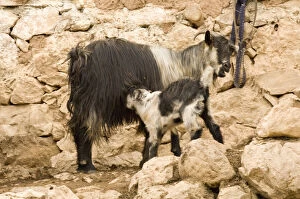 Images Dated 26th October 2009: Middle East; Turkey, Anatolia SE Goat nursing
