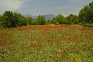 Middle East Turkey Red Poppy field