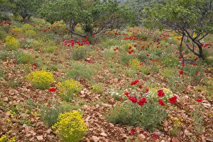 Middle East Turkey Red poppy fields