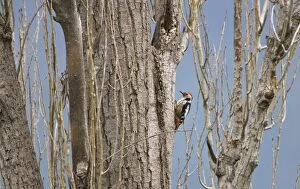Images Dated 2nd April 2009: Middle Spotted Woodpecker