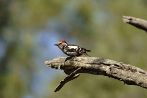 Images Dated 12th May 2006: Middle-spotted Woodpecker - adult male, May Southern Turkey