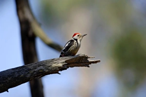 Images Dated 12th May 2006: Middle-spotted Woodpecker - adult male, May Southern Turkey