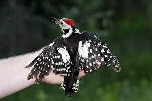 Middle-Spotted Woodpecker - captured, being held