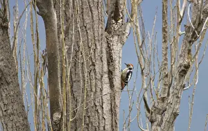 Middle Spotted Woodpecker - Turkey Spring