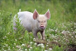 Images Dated 5th July 2010: Middle White Cross Pig - piglet - Cornwall - UK