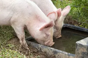 Small Prints: Middle White Cross Pig - piglets drinking from trough - Cornwall - UK
