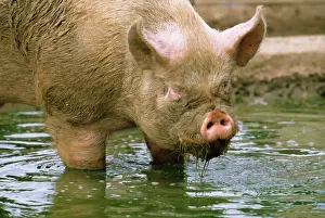 Pigs Prints: Middle white pig JD 16021 Standing in the water © John Daniels / ARDEA LONDON