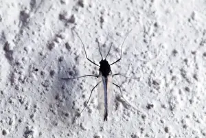 Symmetry Prints: Midge - on hose wall - UK