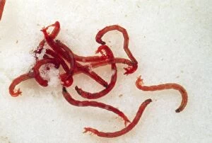 Worm Gallery: Midge Larvae - Water Bloodworms - Chironomid fly larvae
