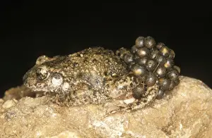 Spawn Prints: Midwife Toad