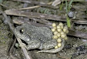 Midwife Toad with eggs (Alytes obstetricans)