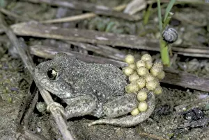 Nuture Prints: Midwife Toad with eggs - Switzerland