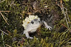 Spawn Prints: Midwife Toad - male carrying eggs on back. Vaucluse - France