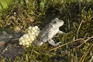Midwife Toad - male carrying eggs on back. Vaucluse - France
