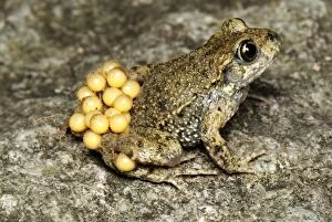 Midwife Toad - male with eggs (Alytes obstetricans)