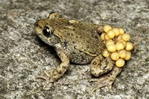Images Dated 14th July 2007: Midwife Toad - male with eggs - Switzerland