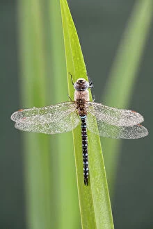 Images Dated 15th September 2007: Migrant Hawker - Dragonfly - male