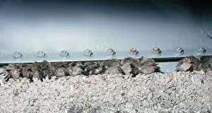 Roosting Prints: Migrating Goldcrests - Roosting under a watertank