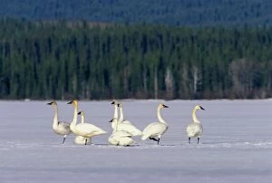 Buccinator Gallery: Migrating Trumpeter Swans