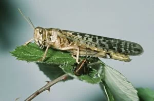 Images Dated 21st November 2006: Migratory Locust - adult & nymph Africa