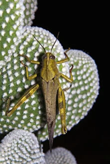 Botany Gallery: Migratory locust (Locusta migratoria) (Tettigoniidae)