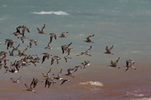Migratory wader - flock in flight