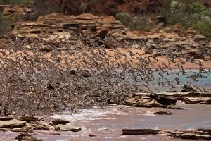 Migratory waders - large flock in flight