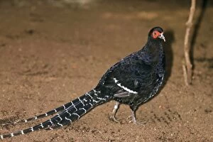 Mikado Pheasant - Male